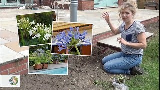 How to plant Agapanthus bare roots  FarmerGracycouk [upl. by Dunning]