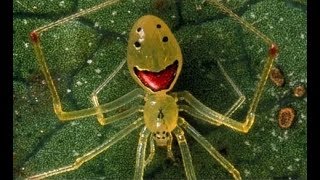 22 Most Bizarre Spider Species [upl. by Isla]