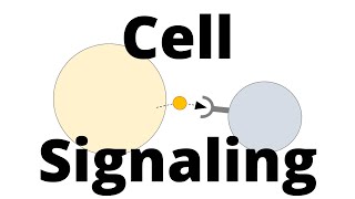 Cell Signaling Types Paracrine Endocrine Juxtacrine [upl. by Dusen]