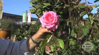 How to Care for a Rose Bush [upl. by Erastes]