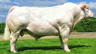 Charolais bulls [upl. by Adi]