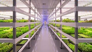 Growing Up How Vertical Farming Works [upl. by Ahsekim]