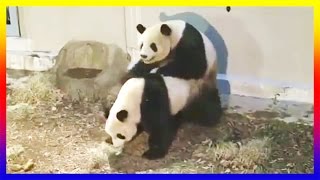 Two Panda Courting Then Mating At The Zoo [upl. by Kyred]