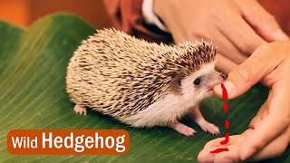 Wild Hedgehog Facts  Differences from the Porcupine Echidna and Tenrec in Madagascar  刺蝟非洲野外生活 [upl. by Alodee379]