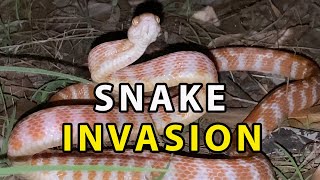 SNAKE INVADER The Brown Tree Snake [upl. by Irac460]