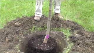 How to plant a potted tree [upl. by Guthrie]