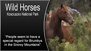 Brumbies of Kosciuszko National Park NSW [upl. by Pepi]