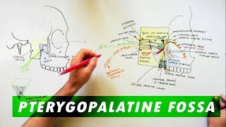 Pterygopalatine Fossa  Boundaries Communications amp Contents [upl. by Gnep296]