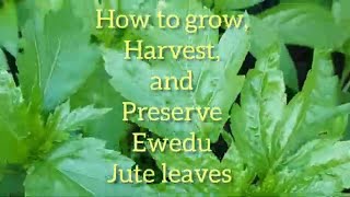 How to Grow  Harvest and Preserve Ewedu Jute leaves [upl. by Xonel]