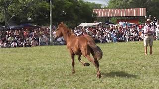 PIALADAS DE POTROS Fiesta del Ternero Sauceño 2019 Pialadas Potros Caballos Campo Rural Canal [upl. by Ahsinroc]