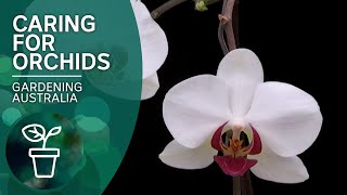 How to keep orchids flowering [upl. by Mercado]