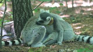 Freeranging Ringtailed Lemurs Social grooming [upl. by Aisatna]