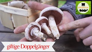 Wiesenchampignons finden und sicher bestimmen [upl. by Fricke]