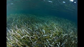 Fields Of Posidonia [upl. by Beutler]