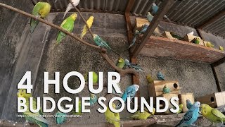 Budgie Bird Sounds 4 Hour 17 Minutes  August11th 2019 [upl. by Nyliret]