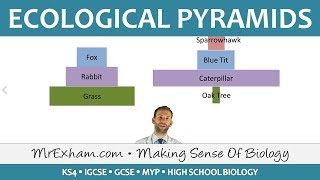 Ecology  Pyramids of Number and Biomass  GCSE Biology 91 [upl. by Prissy]