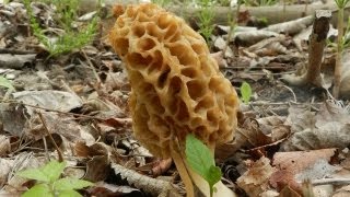 How To Grow Morel Mushrooms [upl. by Horner]