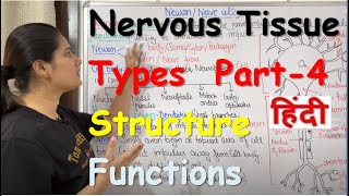 Nervous Tissue in Hindi  Part4  Neuron  Types  Structure  Functions [upl. by Wellington]