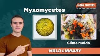 Myxomycetes  Mold Library [upl. by Alma461]