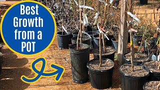 How to Plant a Pecan Tree from a Pot  Easy Planting Tips for Growth [upl. by Inalan935]