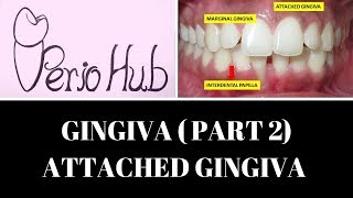 GINGIVA  Attached Gingiva [upl. by Mavra425]