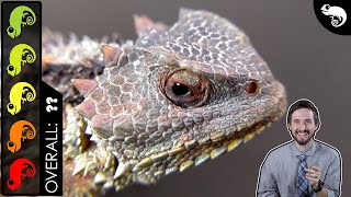 Horned Lizard The Best Pet Lizard [upl. by Gipps]