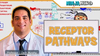 Endocrinology  Receptor Pathways [upl. by Akinwahs]