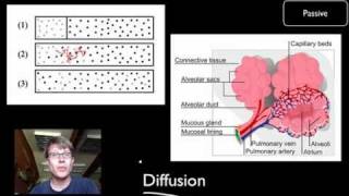 Transport Across Cell Membranes [upl. by Nosnirb]