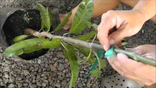 Whip Grafts on Fruit Trees [upl. by Anabal]