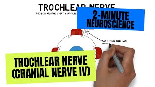 2Minute Neuroscience Trochlear Nerve Cranial Nerve IV [upl. by Nnylyak]