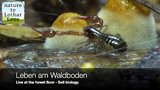 Live on the forest floor Soil biology Leben am Waldboden 36 [upl. by Baalbeer254]