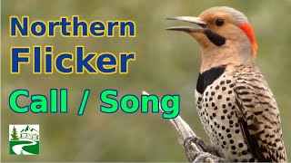 Northern flicker call  song  sounds  Woodpecker Bird [upl. by Ingram]