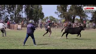 PIALADAS DE TERNEROS  34° FIESTA TRADICIONALISTA “FORTÍN GAUCHO DE ORIENTE” Octubre 2024 [upl. by Yemane]