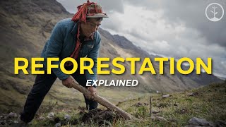 What is Reforestation  Eco Facts  One Tree Planted [upl. by Sievert903]