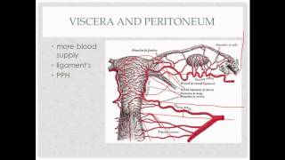 Perineal Care Female  CNA State Board Exam Skill [upl. by Alledi28]