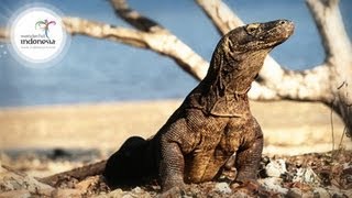 Wonderful Indonesia  Komodo Labuan Bajo [upl. by Oibesue]