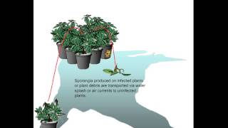 Phytophthora disease cycle [upl. by Dolhenty]