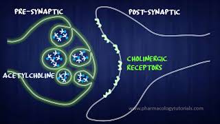 Toxicology of Acetylcholinesterase Inhibitors I  Neurotransmission [upl. by Akkim]