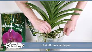 Potting up a Vanda Orchid [upl. by Otreblif481]