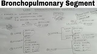 Bronchopulmonary Segment of Lung  TCML [upl. by Adar]