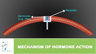 MECHANISM OF HORMONE ACTION [upl. by Drusy930]