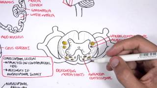 Neurology  Motor Pathways [upl. by Gustafsson979]