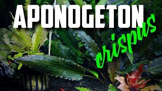 Easy To Grow Aquarium Plant Aponogeton Crispus [upl. by Anhpad]