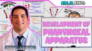 Embryology  Development of Pharyngeal Apparatus [upl. by Pish]