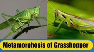 Metamorphosis of grasshopper [upl. by Rooker]