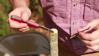 Grafting Trees  How to Graft a Tree [upl. by Ark]