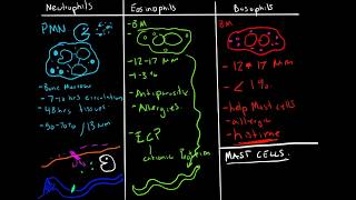 Immunology  Granulocytes Function Neutrophils Basophils Eosinophils [upl. by Verda]