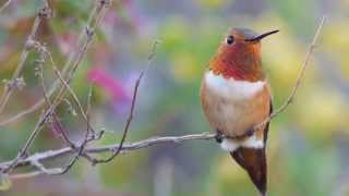 Rufous Hummingbird [upl. by Loggia]