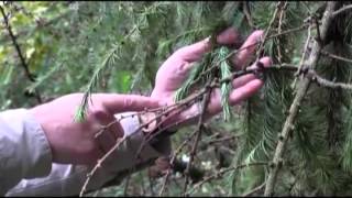 How to identify Phytophthora ramorum in the field [upl. by Pretrice]