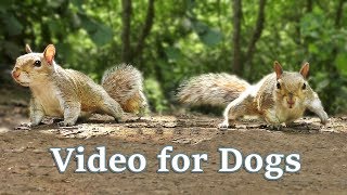 TV for Dogs Chill Your Dog TV with Cats Dogs and Nature NEW 2019 [upl. by Branham]